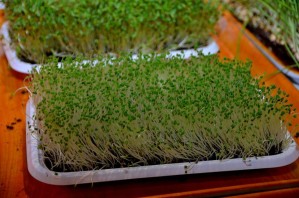 microgreens 3